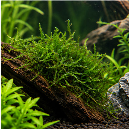Flame Moss Portion - Upright Aquarium Moss