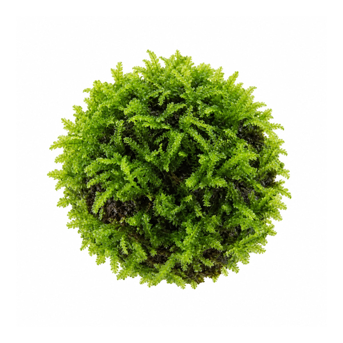 Floating Moss Ball
