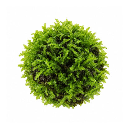 Floating Moss Ball