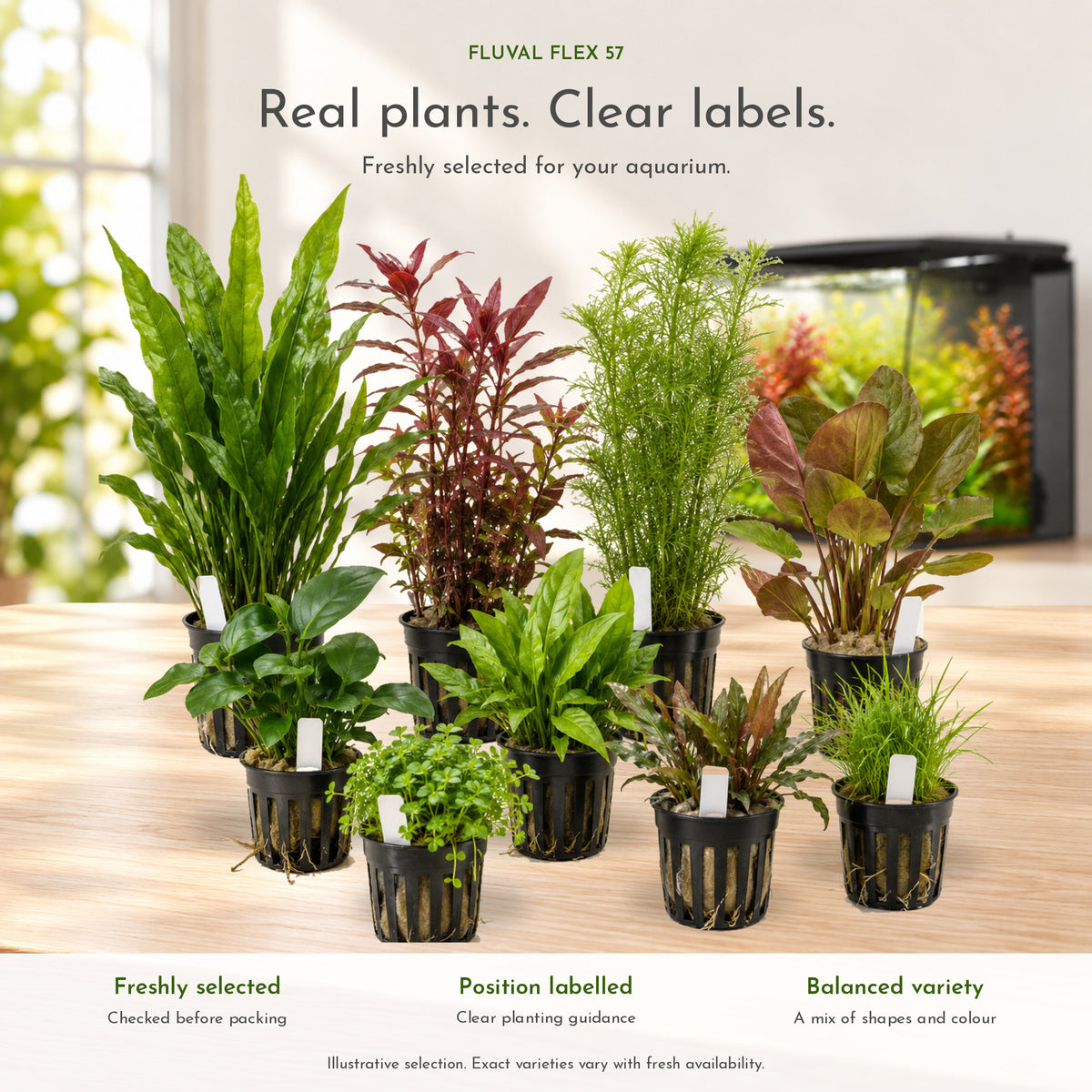 A curated selection of small potted live aquarium plants in black nursery pots, arranged on a light wooden surface with a blurred aquarium tank in the background. Text at the top reads &