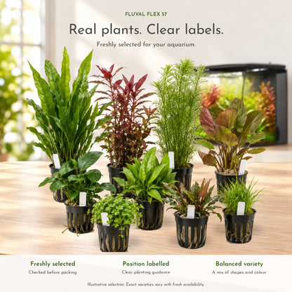 A curated selection of small potted live aquarium plants in black nursery pots, arranged on a light wooden surface with a blurred aquarium tank in the background. Text at the top reads &