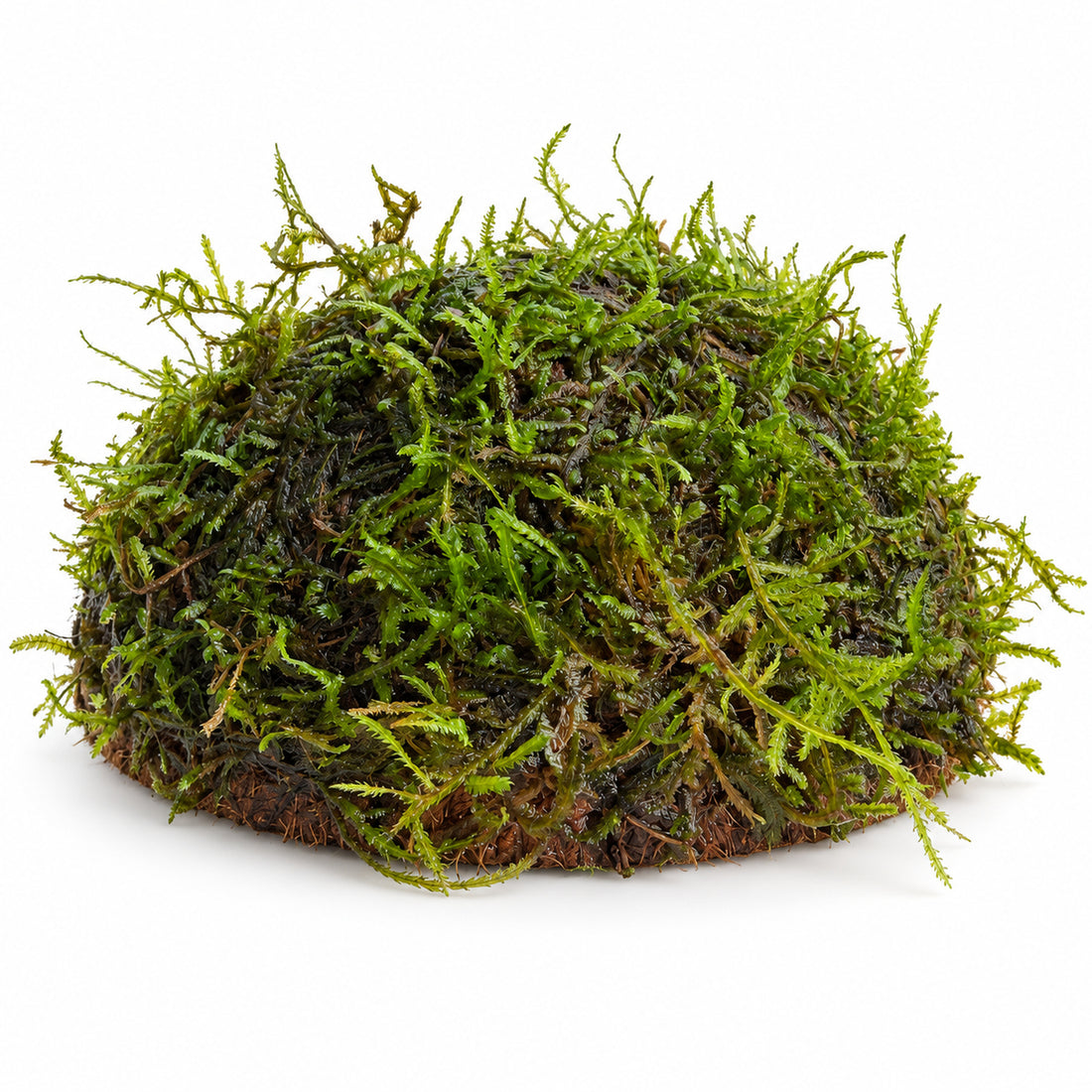 Half Coconut with Java Moss