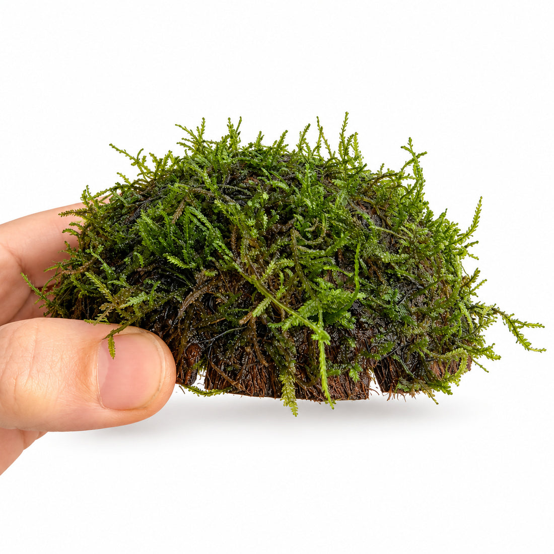 Half Coconut with Java Moss