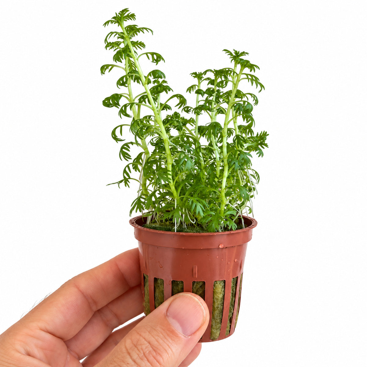 Hottonia palustris