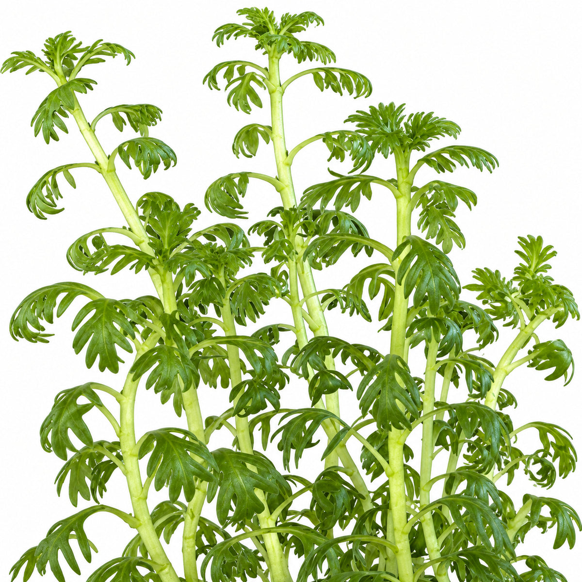 Hottonia palustris