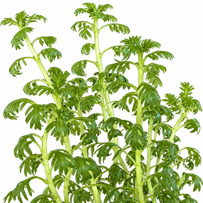 Hottonia palustris