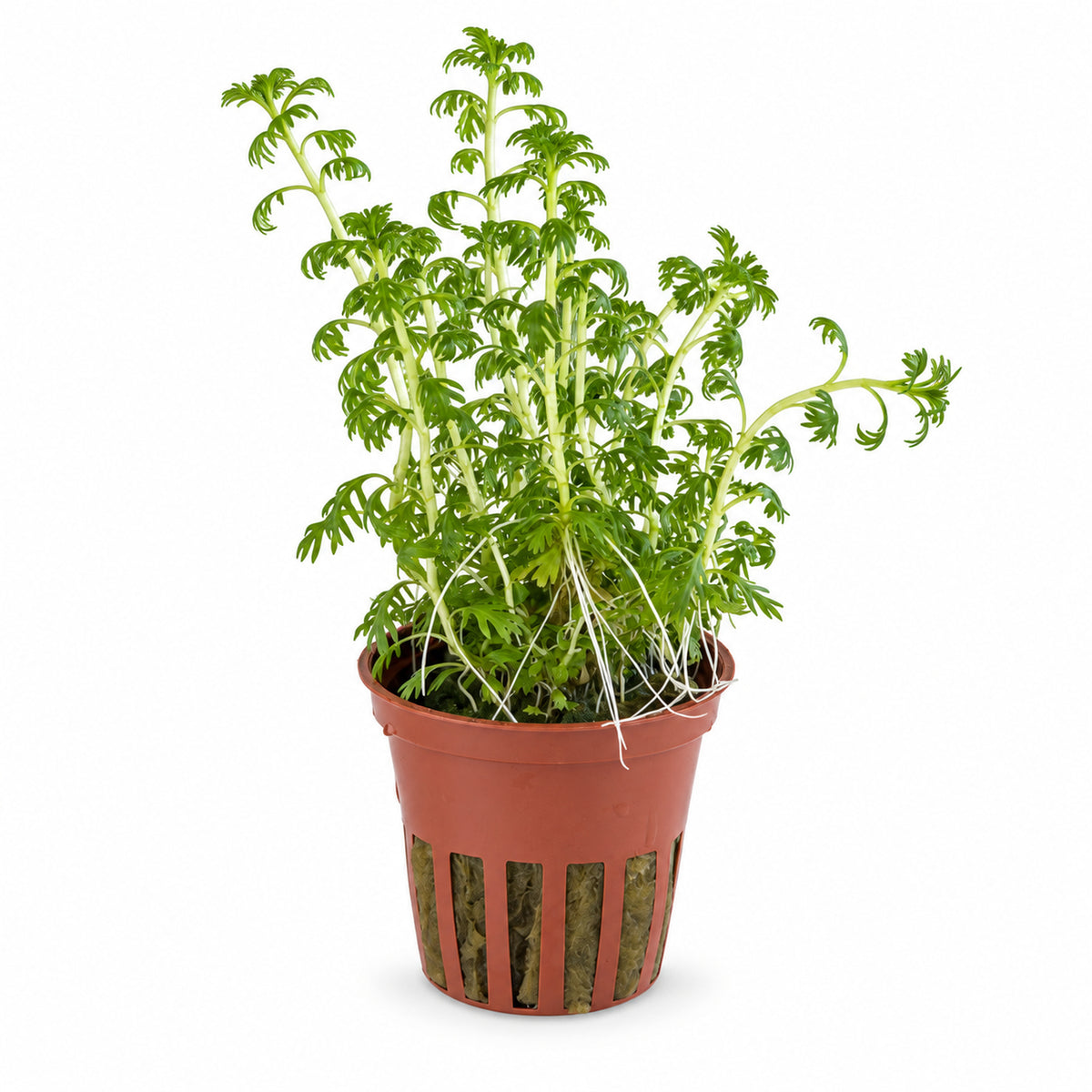 Hottonia palustris