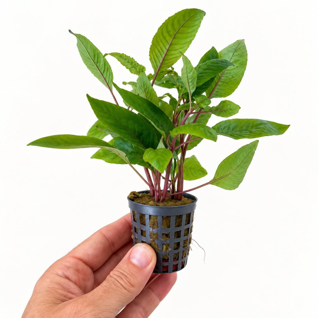 Hygrophila corymbosa