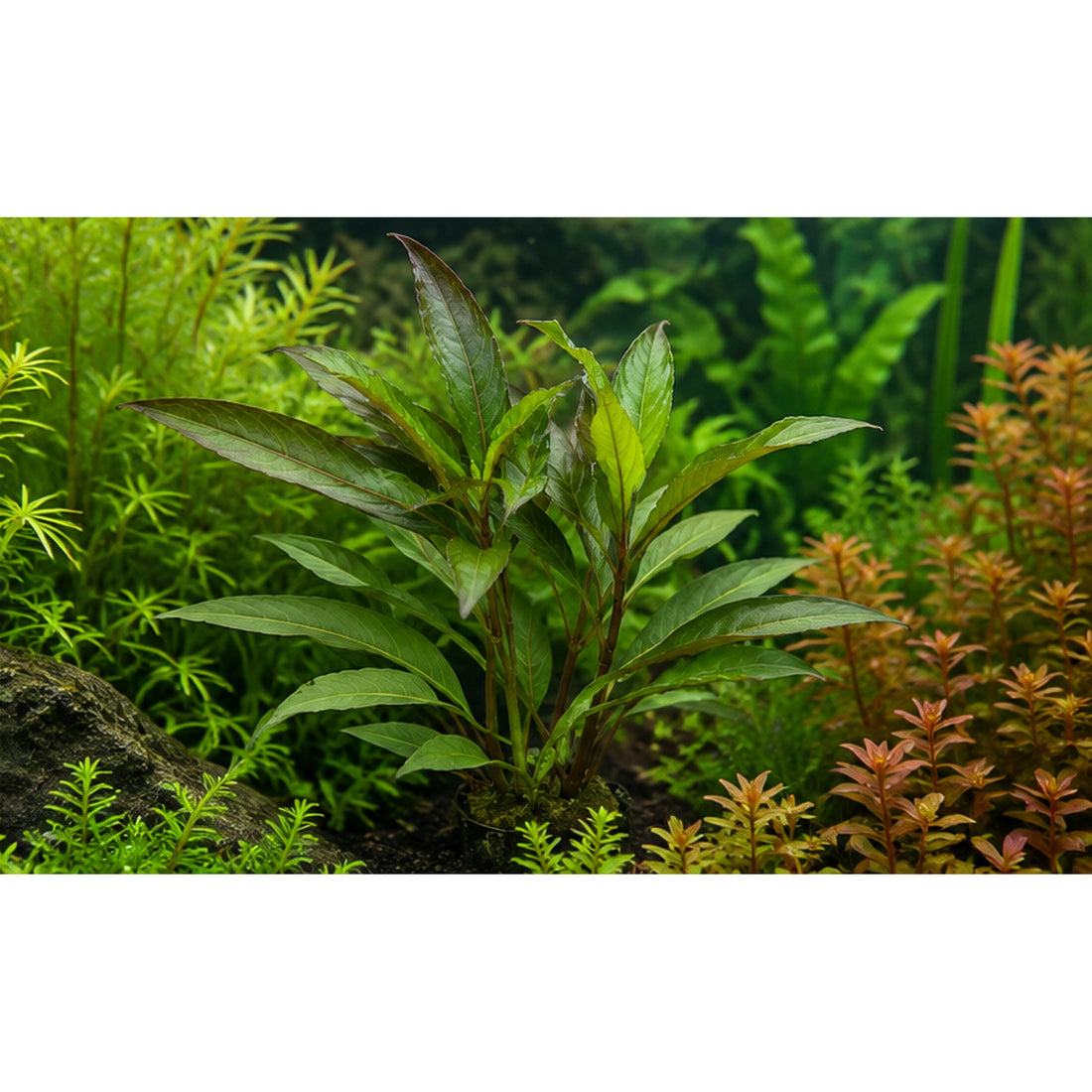 Hygrophila guanensis