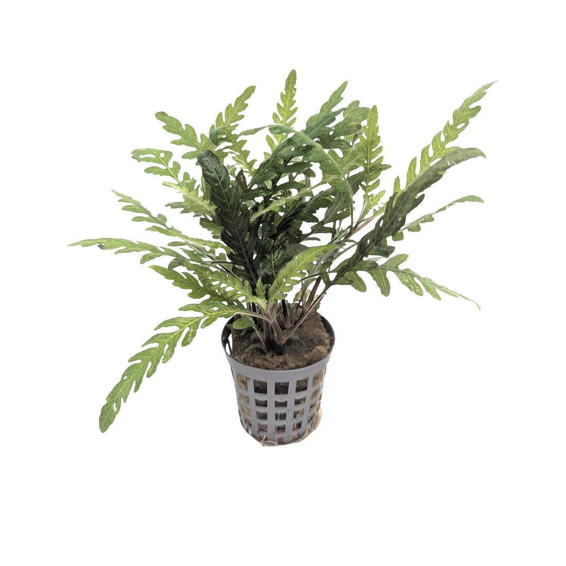 Hygrophila pinnatifida