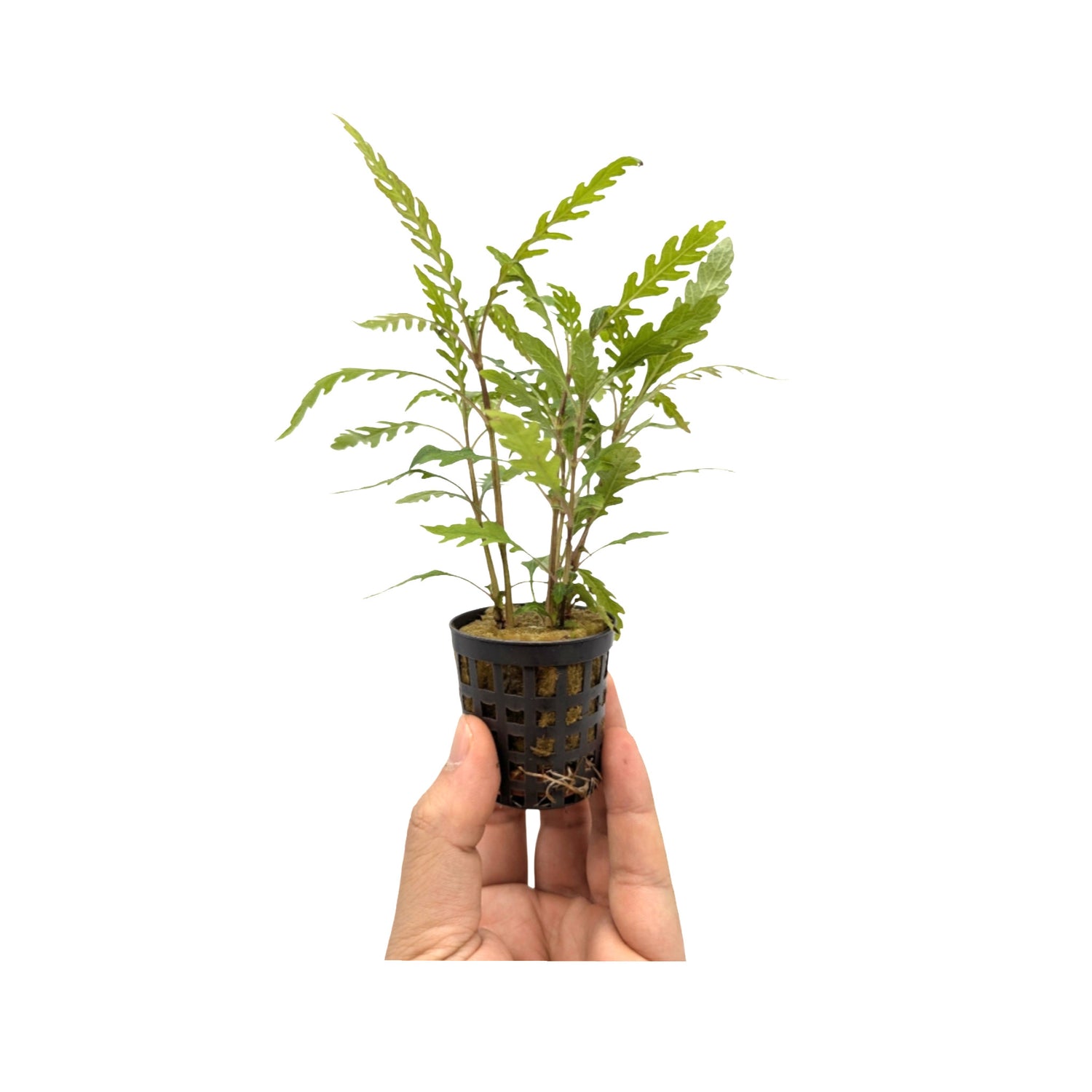 Hygrophila pinnatifida