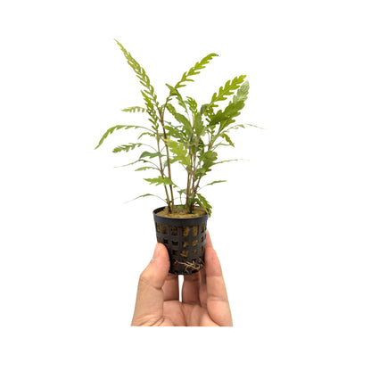 Hygrophila pinnatifida