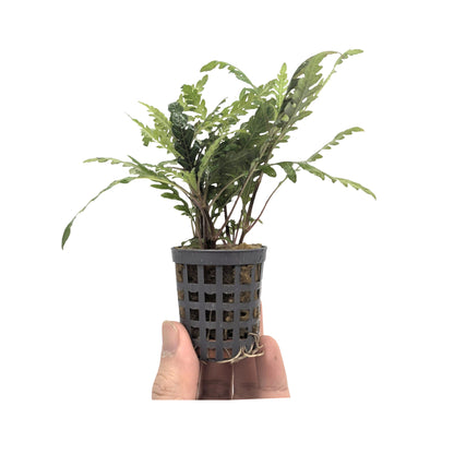 Hygrophila pinnatifida