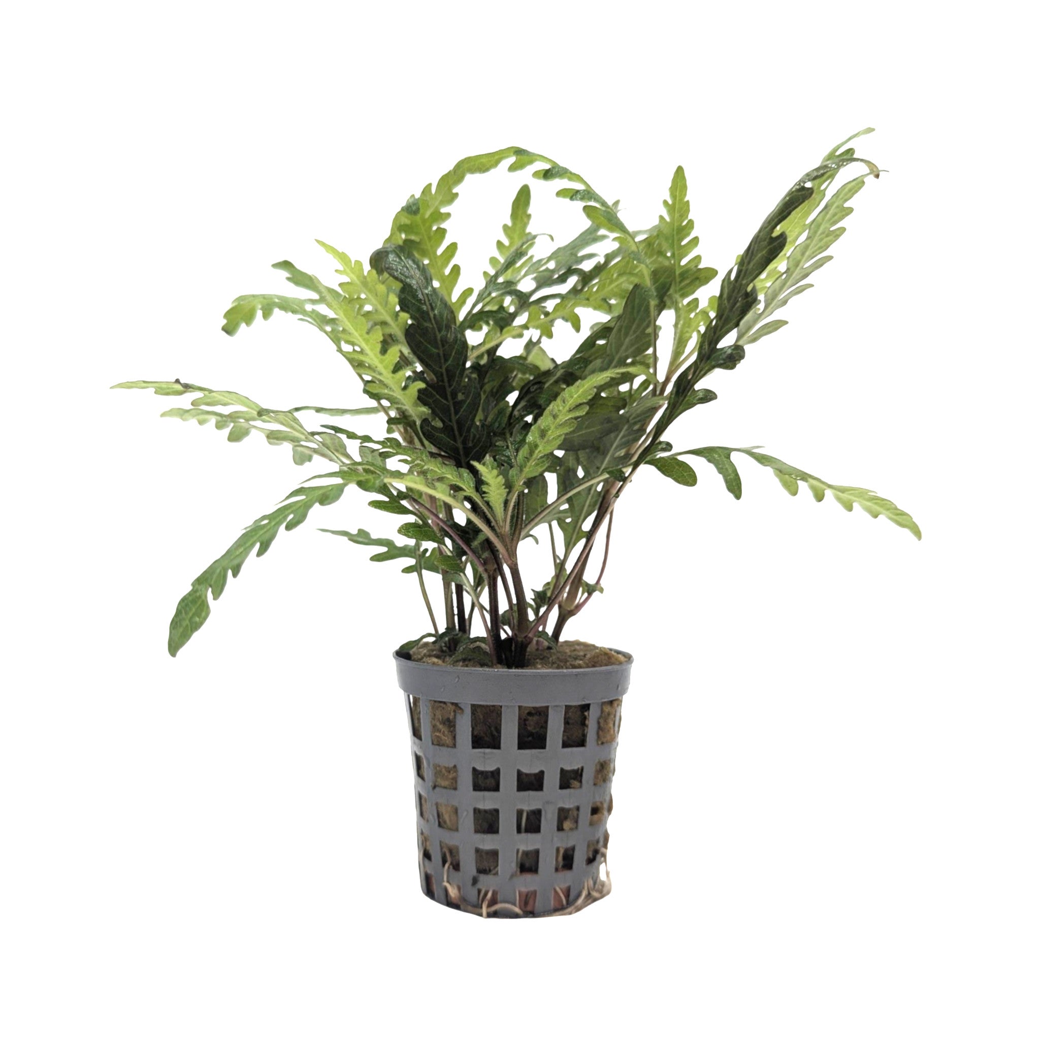 Hygrophila pinnatifida