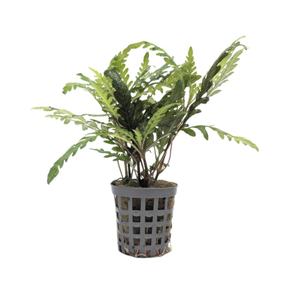 Hygrophila pinnatifida