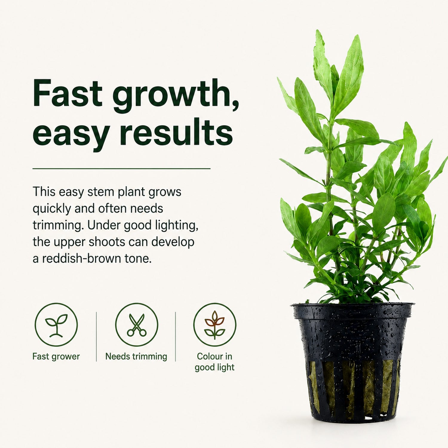 Potted plant with text about fast growth and easy results on a white background