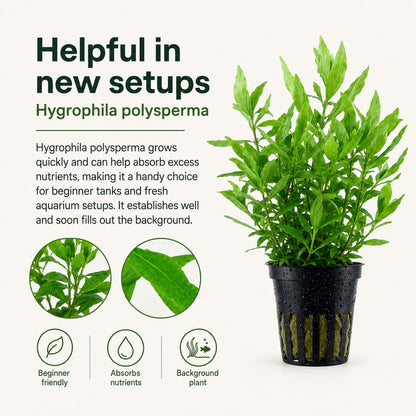 Hydrophyllum plant in a pot with text about its benefits for aquarium setups.