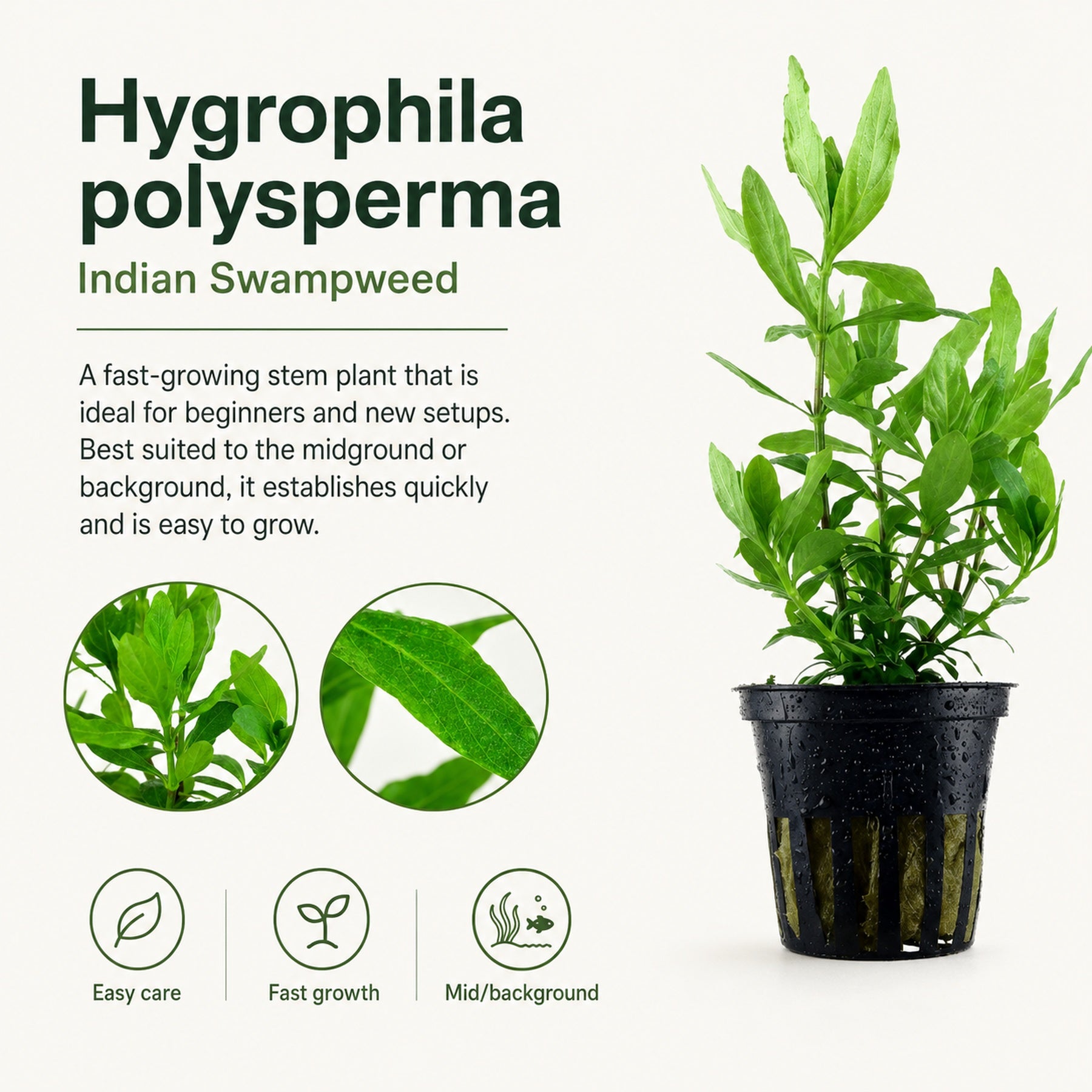Potted Hygrophila polysperma plant with descriptive text on a white background