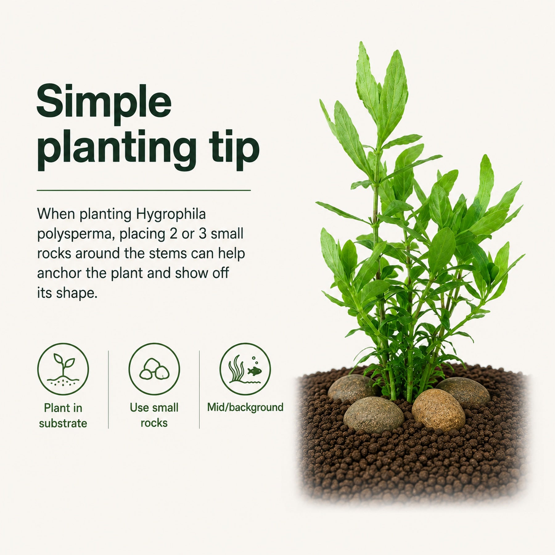 Hydrophyllum plant with planting tips on a white background