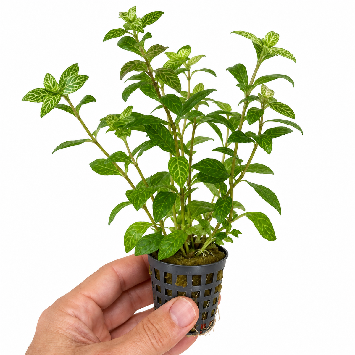 Hygrophila rosae australis - Easy Aquarium Plant