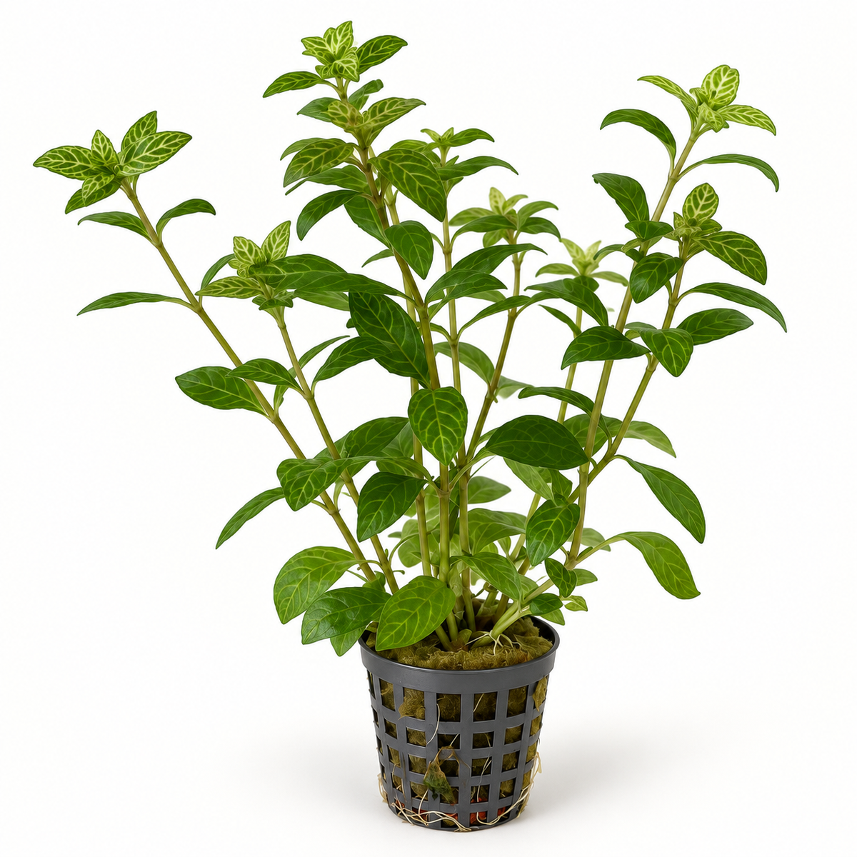 Hygrophila rosae australis - Easy Aquarium Plant