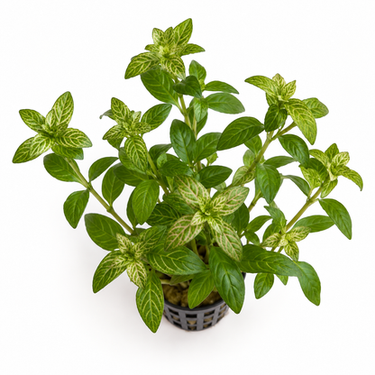 Hygrophila rosae australis - Easy Aquarium Plant