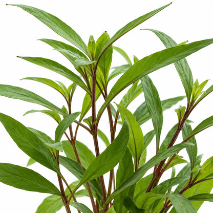 Hygrophila corymbosa Thailand