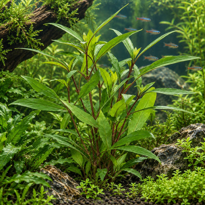 Hygrophila corymbosa Thailand