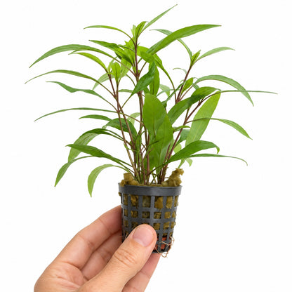 Hygrophila corymbosa Thailand