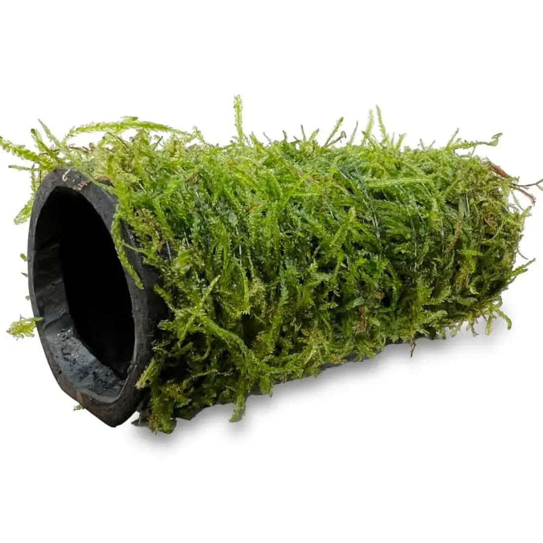 mossy tunnel side