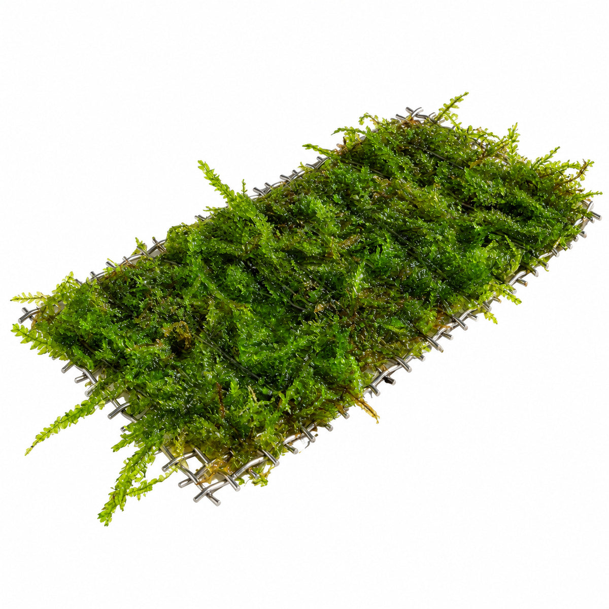Java Moss Scapers Pad Medium 9 x 4.5cm on white background