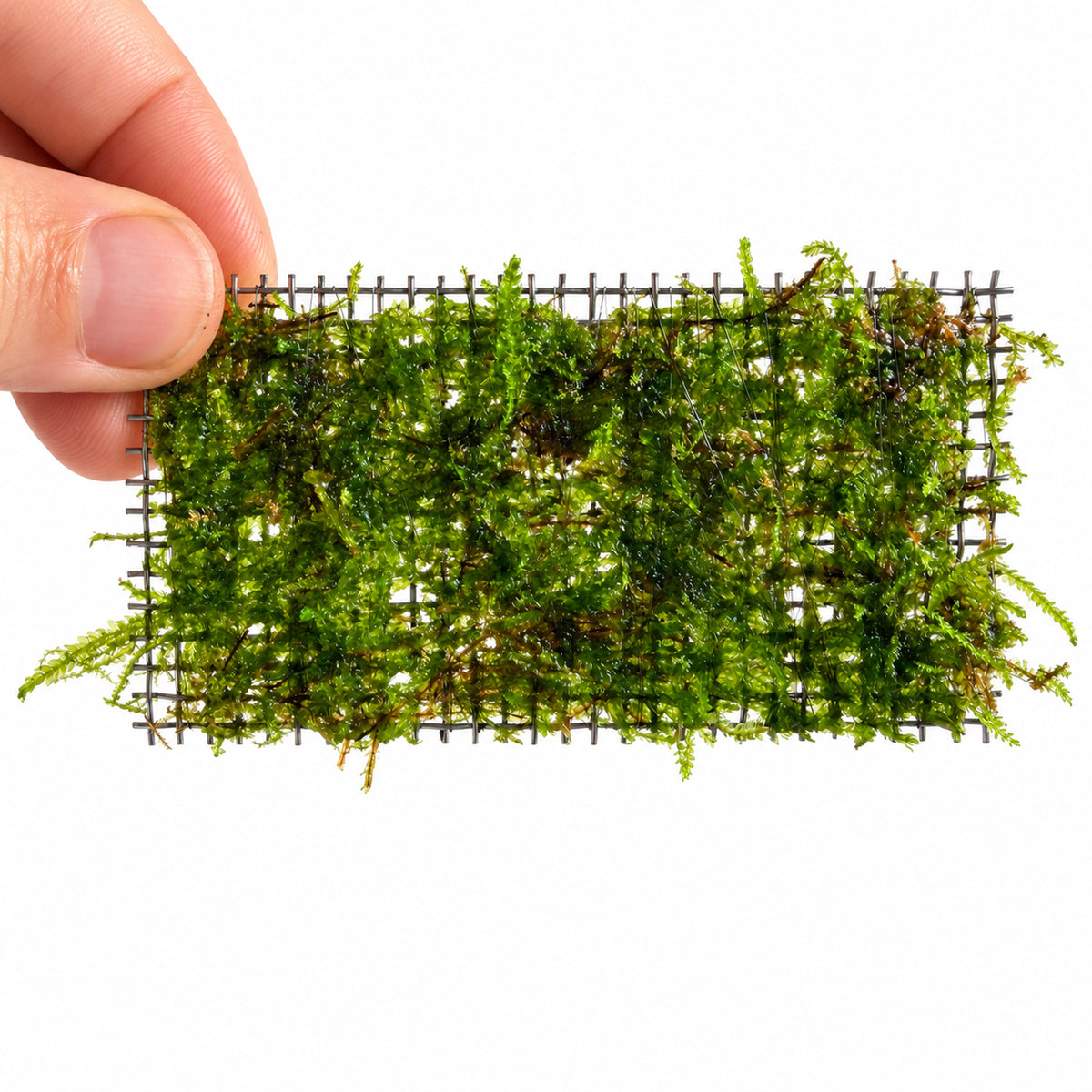 Medium Java Moss Scapers Pad held in hand for scale