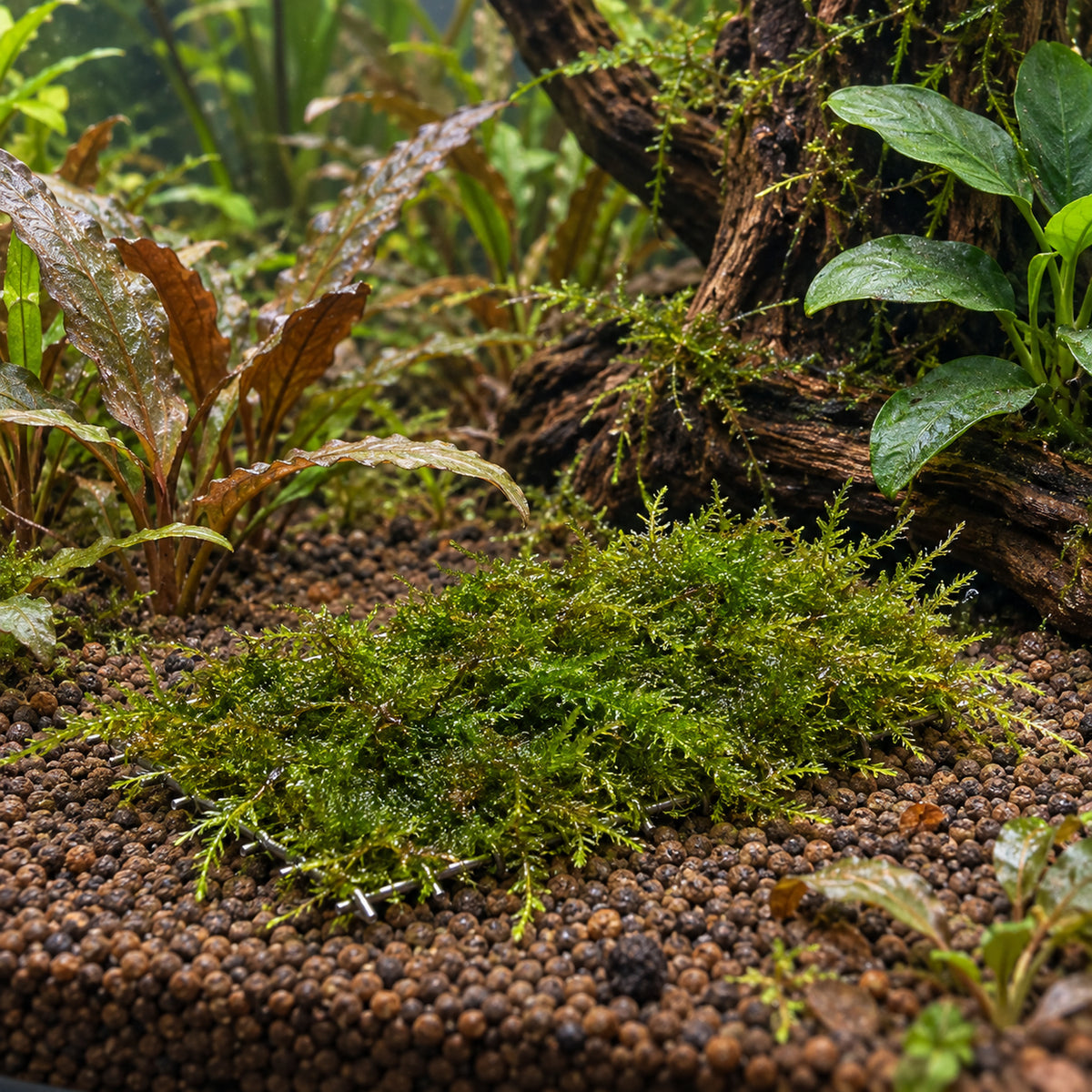 Illustrative Java Moss Scapers Pad placement and growth in a planted aquarium