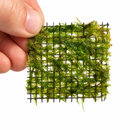 Small Java Moss Scapers Pad held in hand for scale