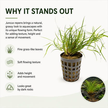 Juncus repens