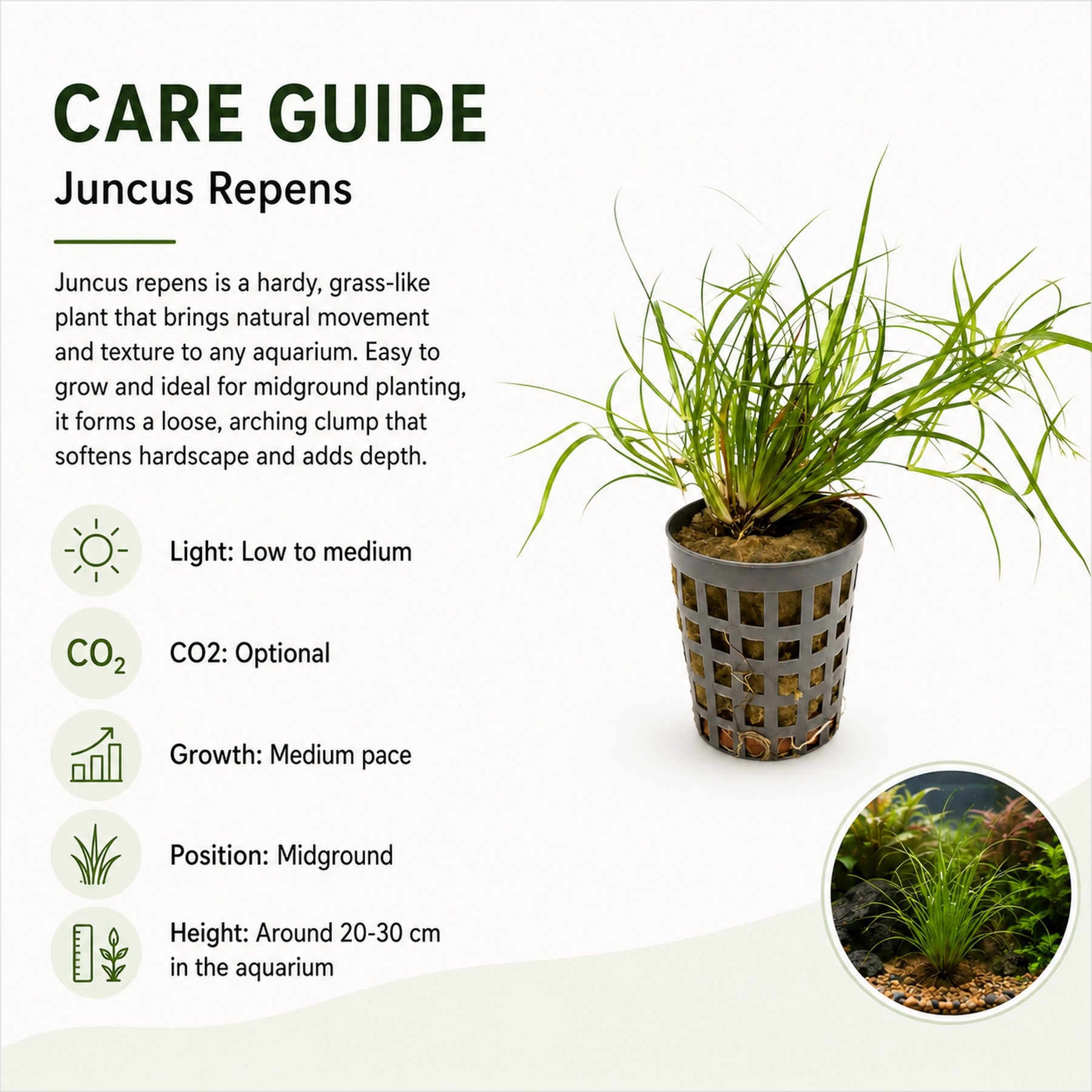 Juncus repens