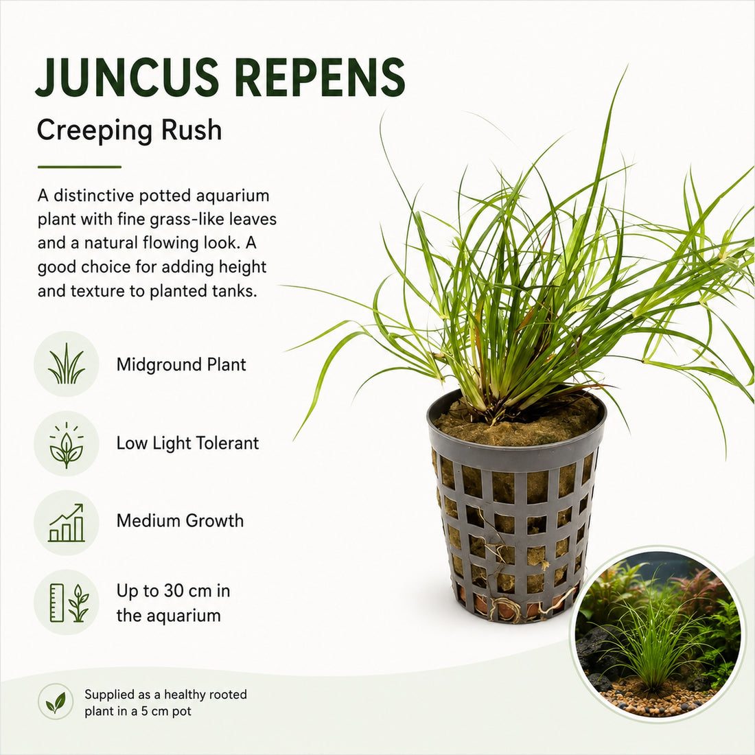Juncus repens