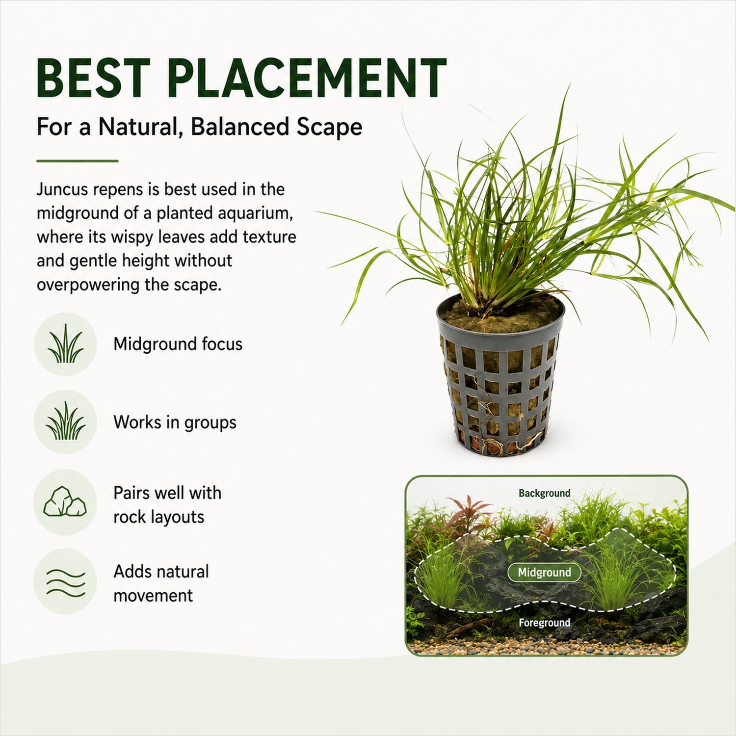 Juncus repens
