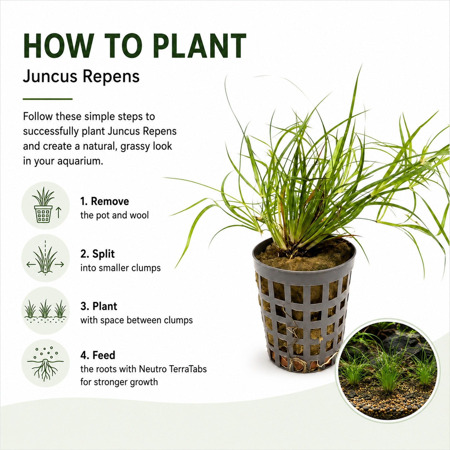 Juncus repens