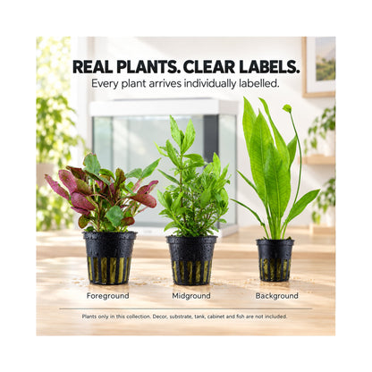 Juwel Lido 120 Aquarium Plant Collection