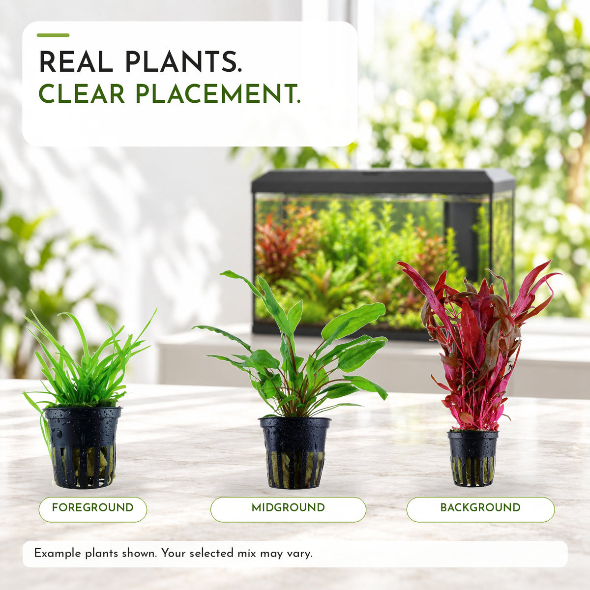 Juwel Primo 70 Aquarium Plant Collection