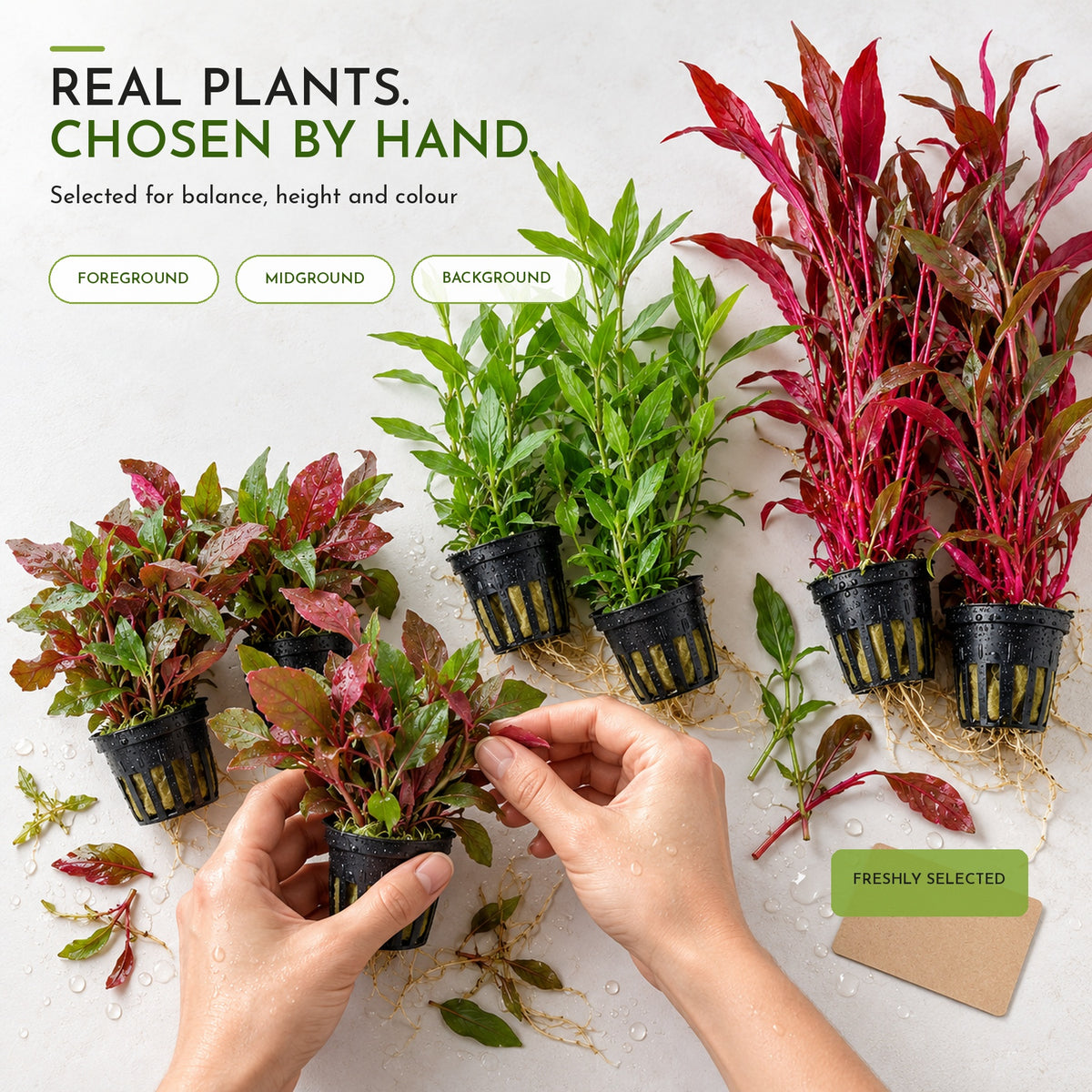 Juwel Rio 180 Aquarium Plant Collection