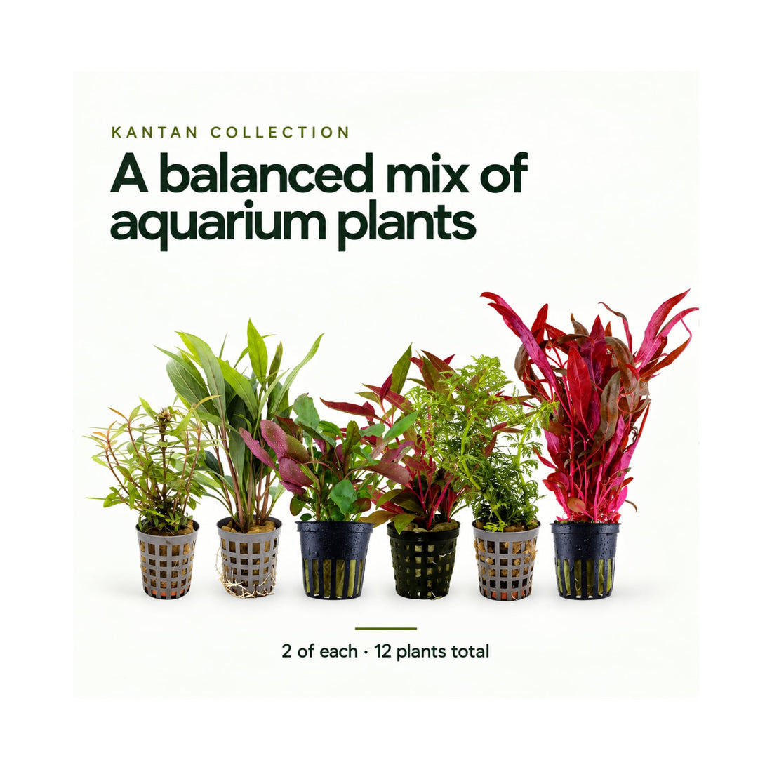 12 Mixed Plant Set - Kantan Collection for Planted Tanks