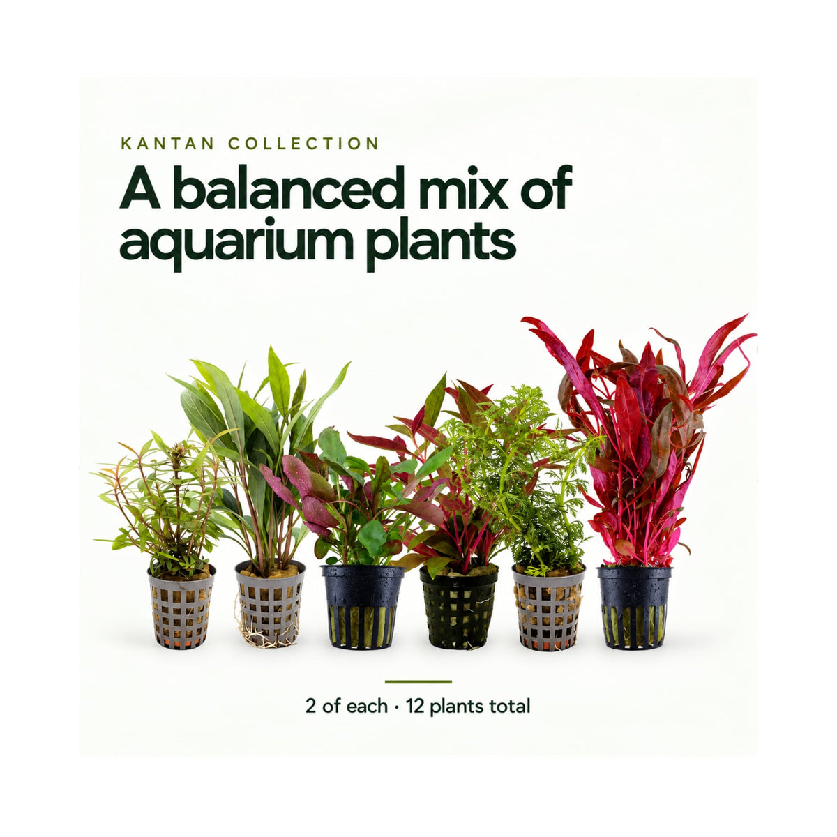 12 Mixed Plant Set - Kantan Collection for Planted Tanks