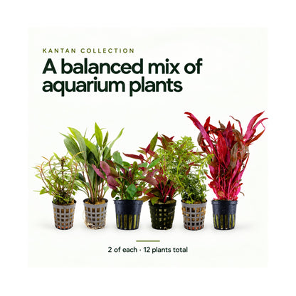 12 Mixed Plant Set - Kantan Collection for Planted Tanks