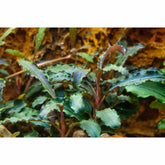 Tropica Bucephalandra Kedagang 1-2-GROW - Aqua Essentials