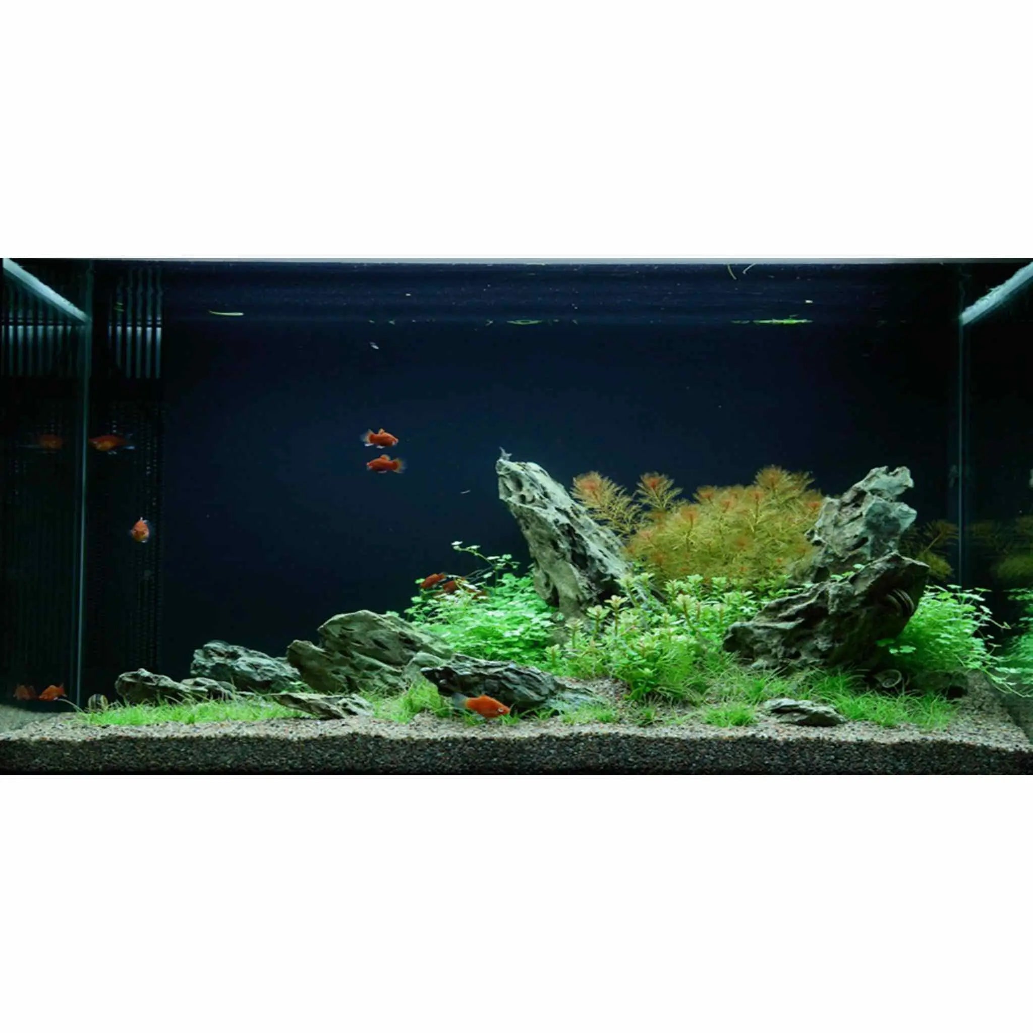 100l discount fish tank