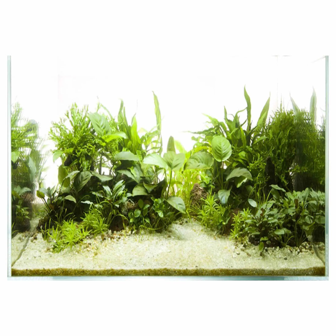 Scaped For You Collection - Layout 46 (200L) Easy - Aqua Essentials
