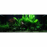 Scaped For You Collection - Layout 48 (300L) Easy - Aqua Essentials