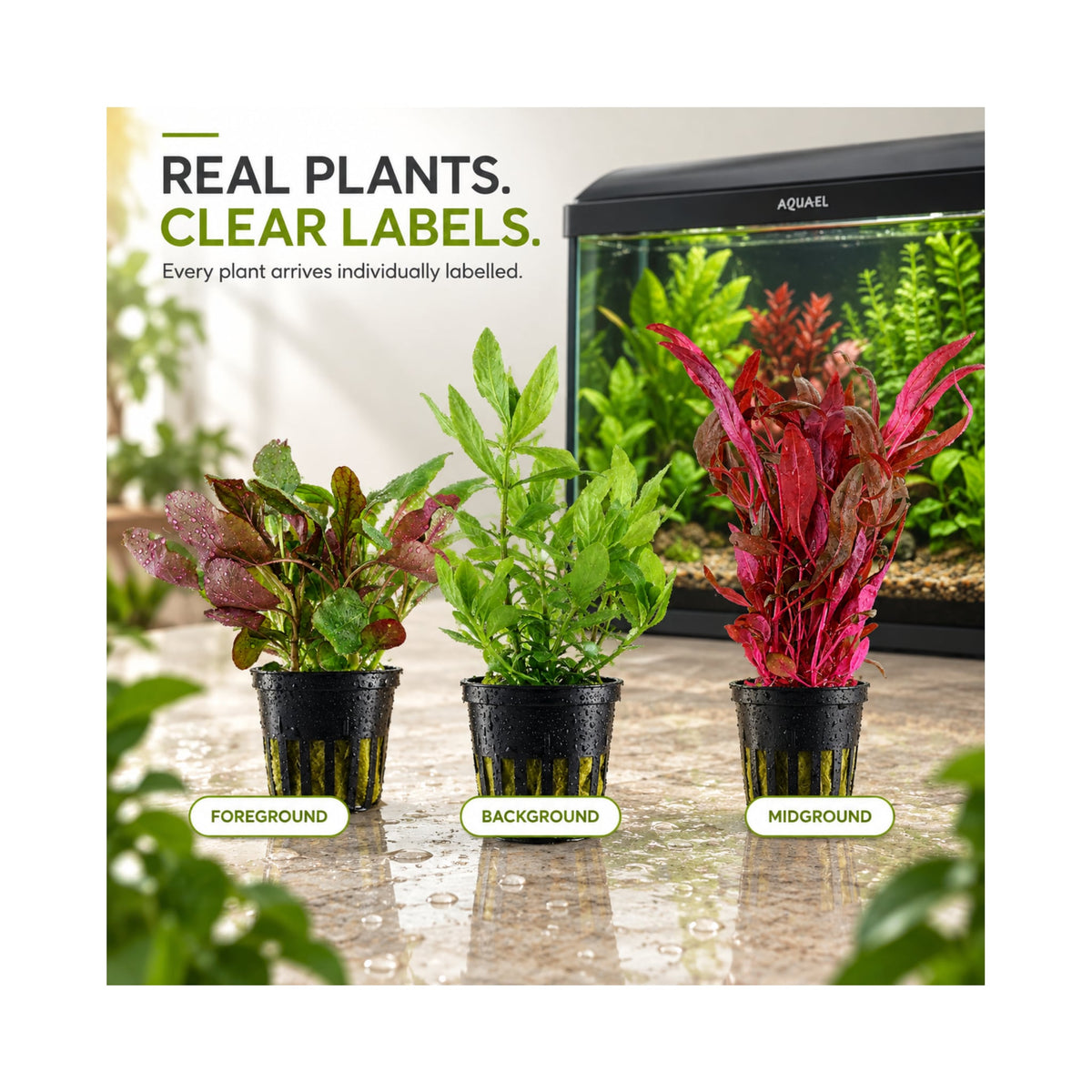 Aquael Leddy 60 Aquarium Plant Collection